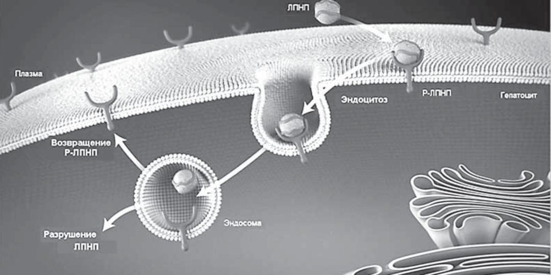 Проблемы, связанные с понижением уровня холестерина в крови