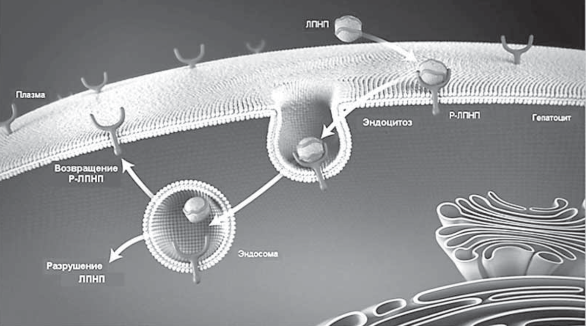 Шарики под названием ЛПНП - это липопротеиновые частицы, содержащие значительное количество холестерина. Подлежат удалению из крови при связывании с рецепторами на поверхности клеток. Если этот процесс замедлится - увидим повышение уровня холестерина в крови
