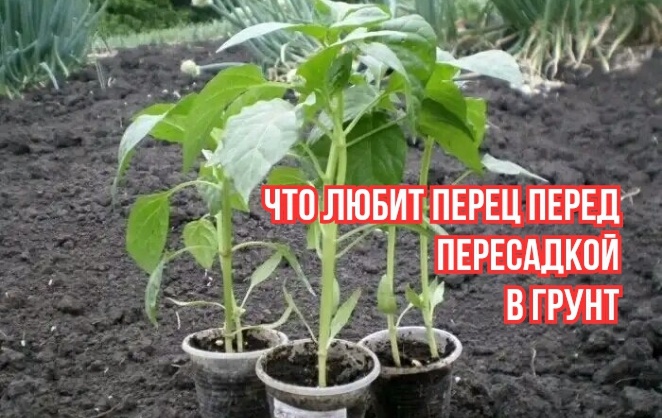 Вот что я делаю для перца перед посадкой в грунт: 2 дела и 1 бездействие. Чтобы не перерастал, не вытягивался, чтобы стебли были толстые