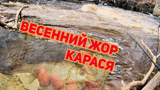 ВЕСЕННИЙ ПРЕДНЕРЕСТОВЫЙ КЛЁВ КАРАСЯ. 🐟🐟🐟