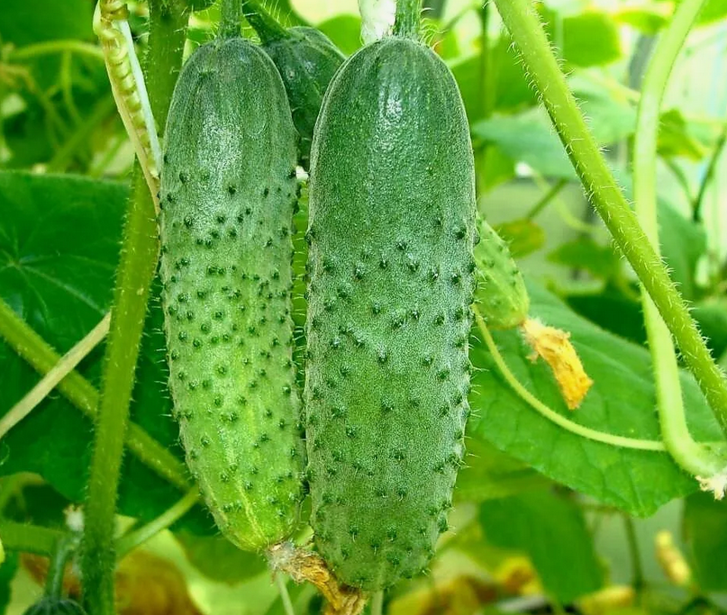 Огурцы на кусте