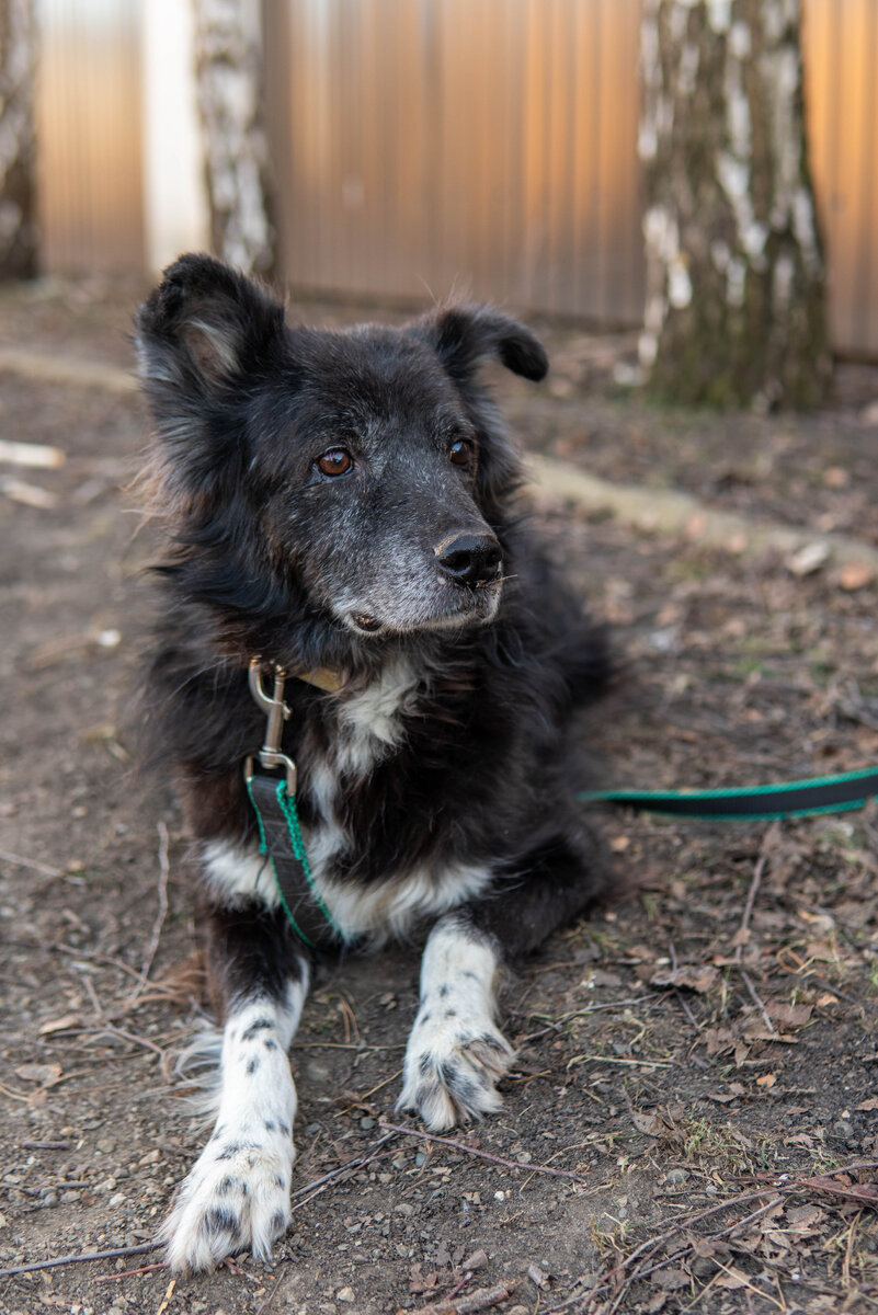 Пёс Чёрный из приюта "Лучший друг"