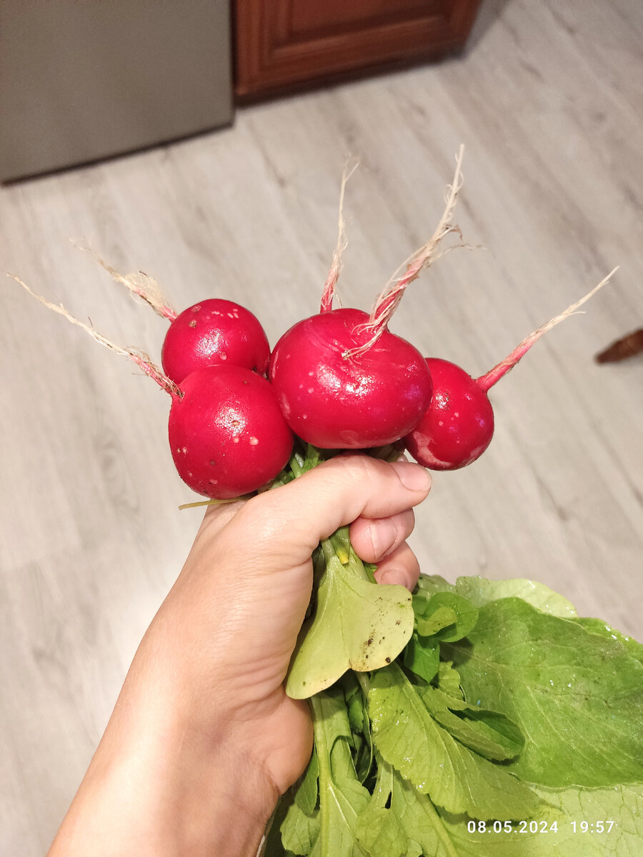 Чуть погрызанная неизвестными. Под подозрение слизни 🕵‍♀