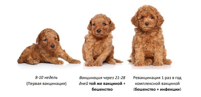 Памятка по проведению вакцинации собак и кошек
