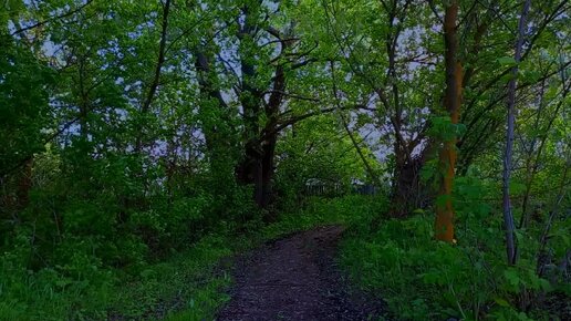Слушайте Звук Дождя на дорожке в гуще деревьев в мае. Для сна