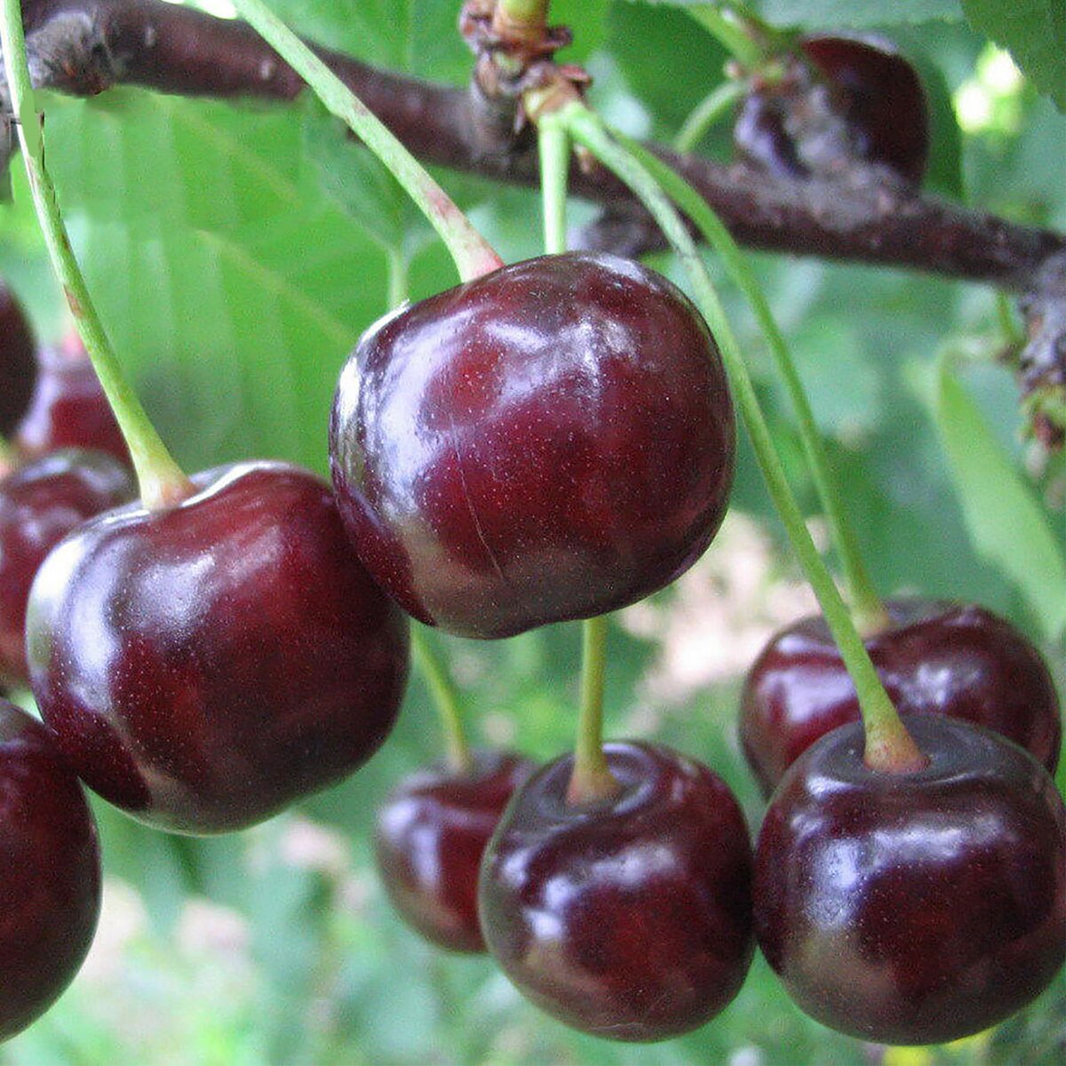 Дюк - сорт Ночка