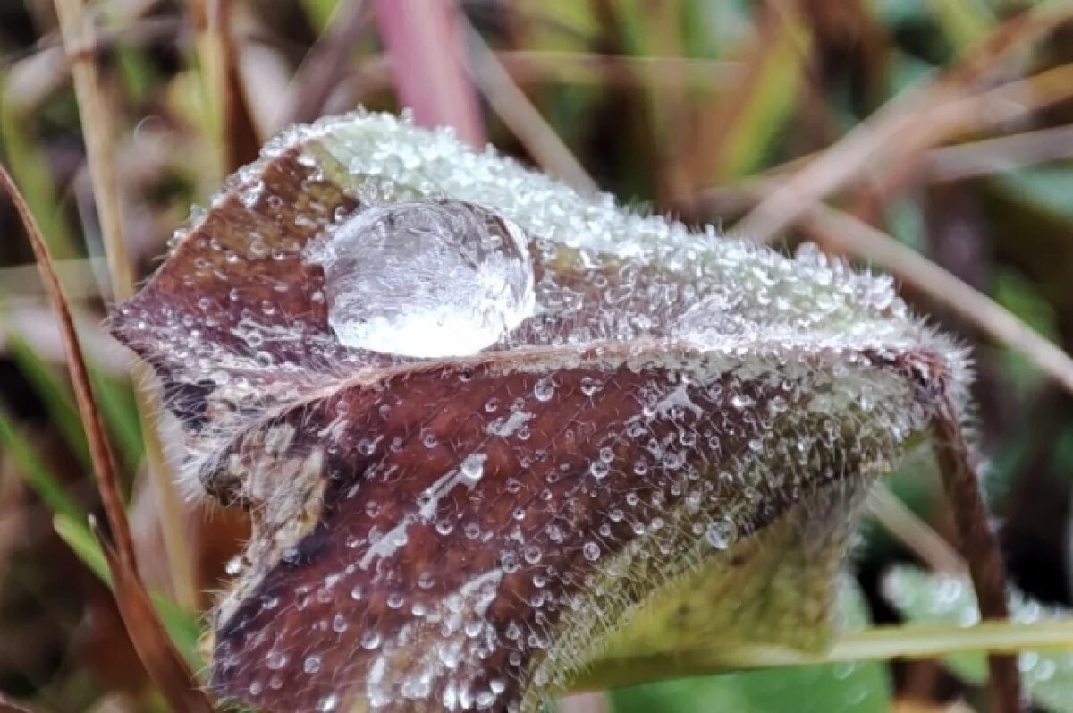    На Тамбовщине ввели режим ЧС в агросекторе из-за сильных заморозков