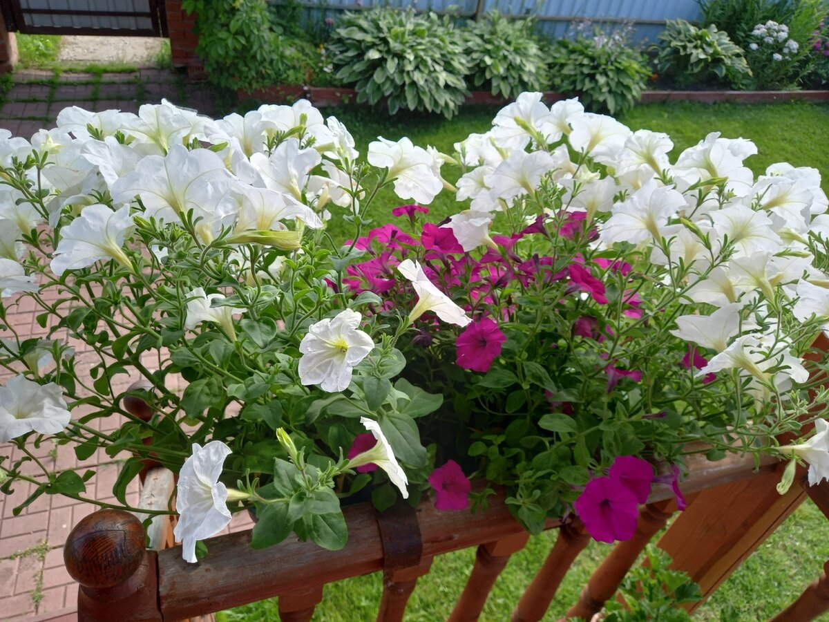 Прошлогоднее фото с крылечка, для хорошего настроения