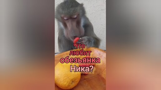 Что любит обезьянка Ника?