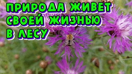 Природа живет своей жизнью в лесу.