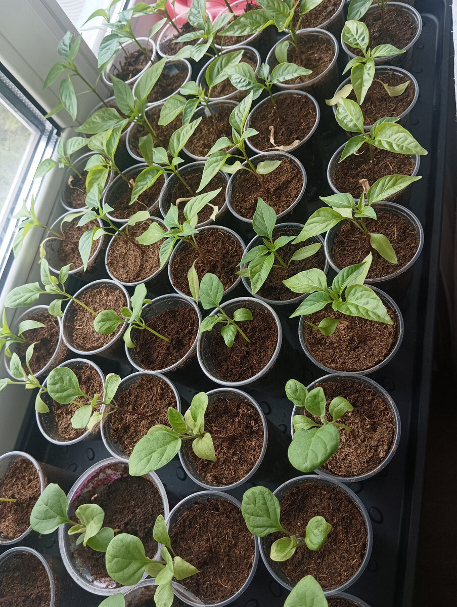 Перцы и баклажаны