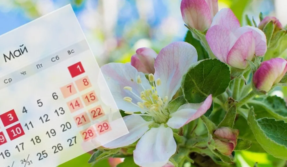 картинки Яндекс