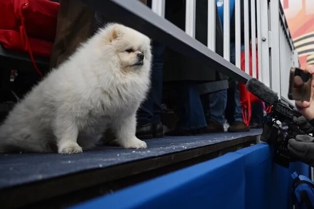    Что за собака на Параде Победы в Москве сидит на трибуне рядом с гостями?
