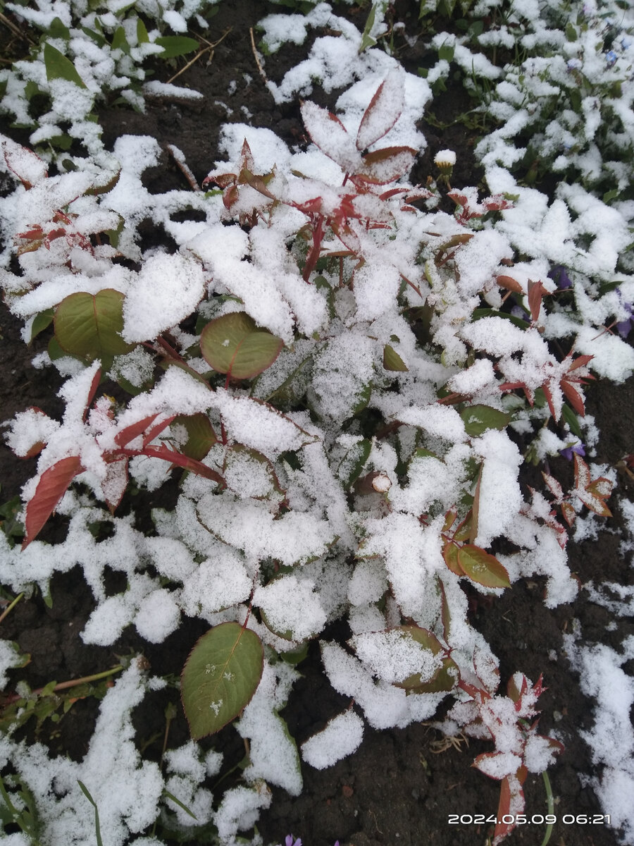 Мои розы сегодня выглядели так 🥶