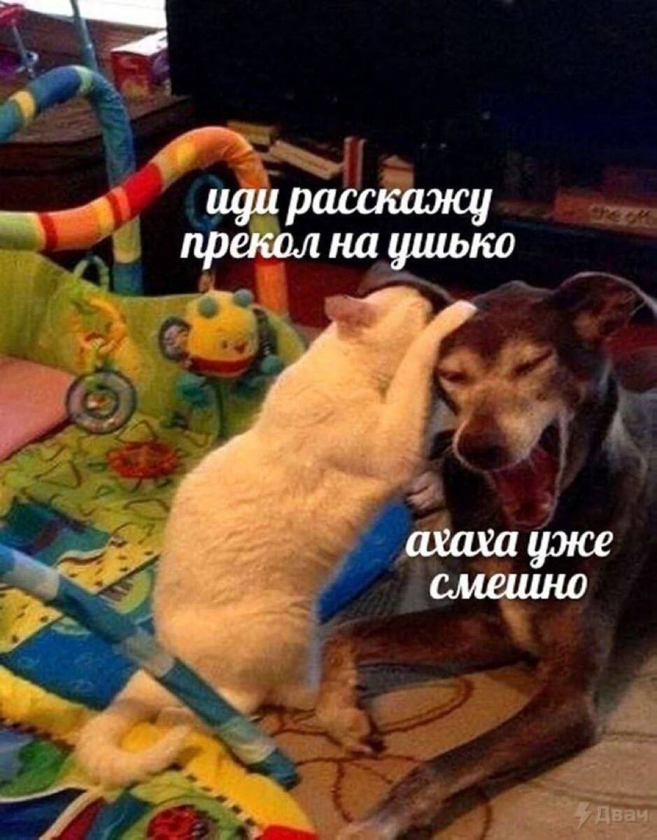 Понимаю ти кошки и собаки друг друга? Кажется мы этого никогда не узнаем