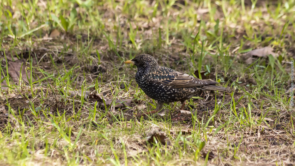 Скворец... © NickFW.ru — 19.04.2024г.