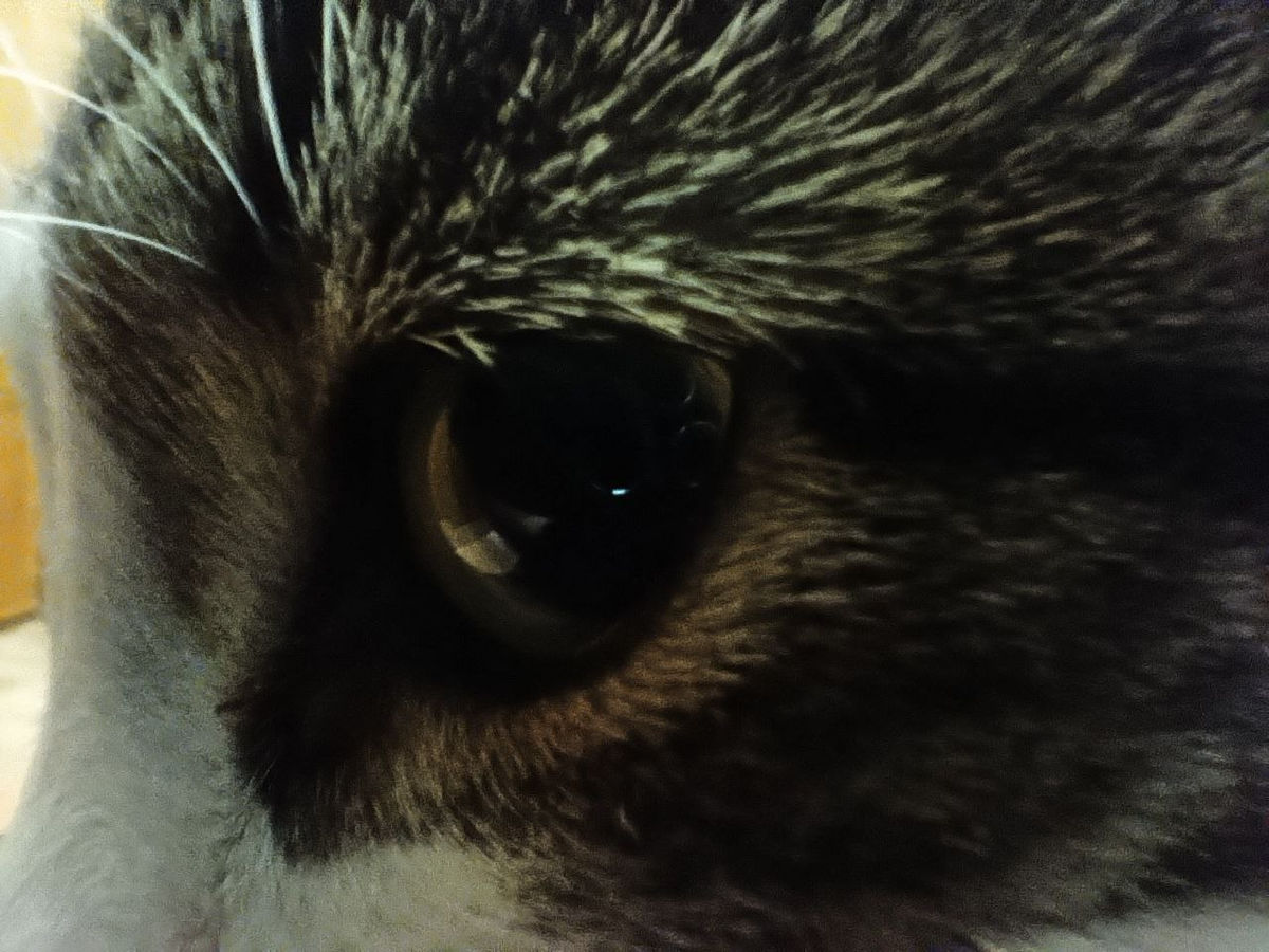 Кошачий глаз сфотографированный в режиме макросъемки