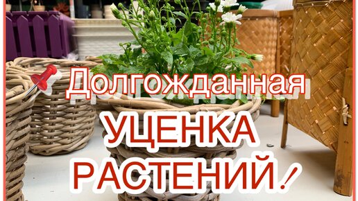 Долгожданная УЦЕНКА РАСТЕНИЙ 🪴 для дома и сада. Здоровый вид и низкая цена ☝️ (май, 2024)