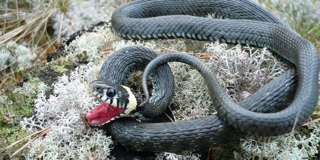 Обыкновенный уж: Самая адекватная змея, которую не стоит бояться вообще и вот почему