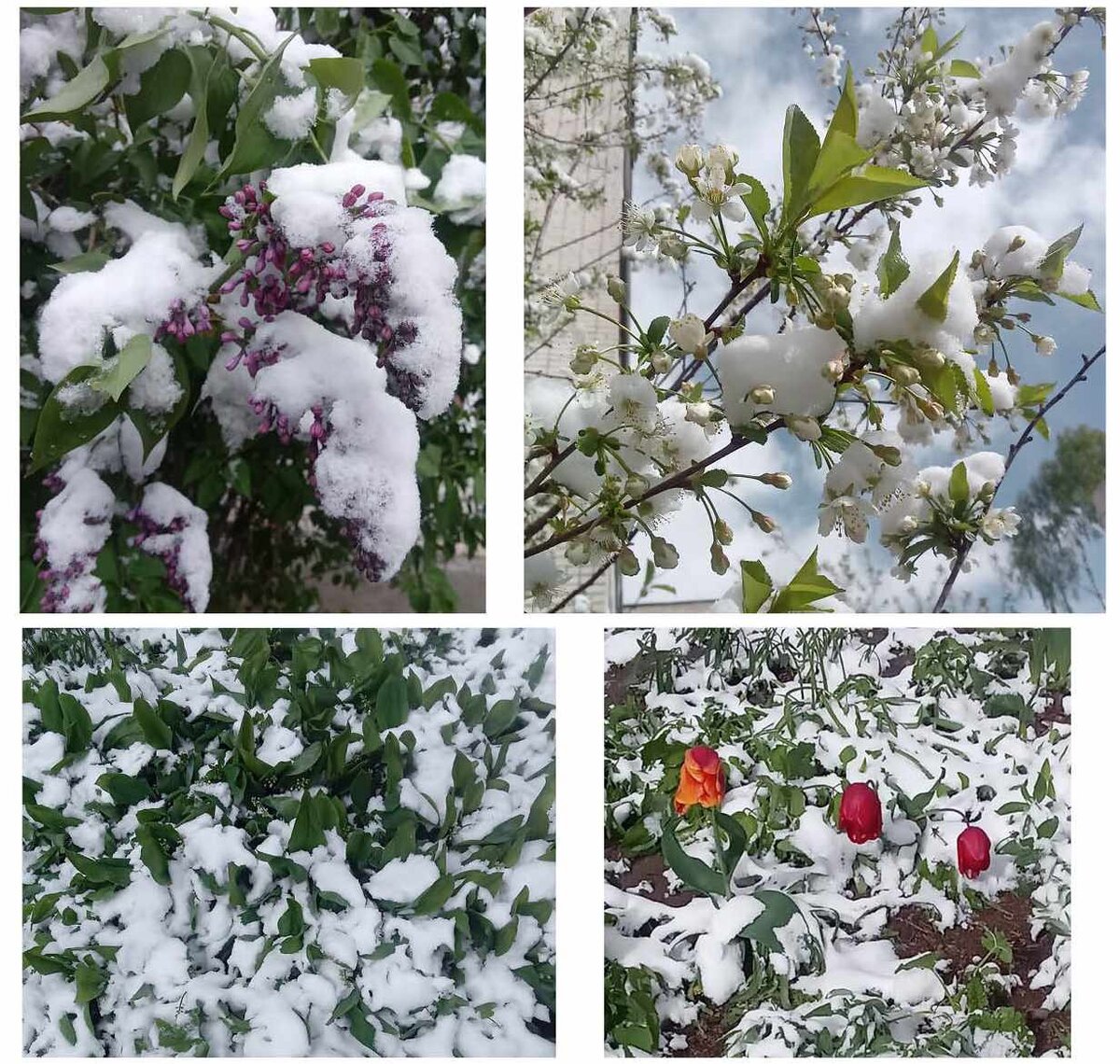 Такая красота у нас наблюдалась 3 мая