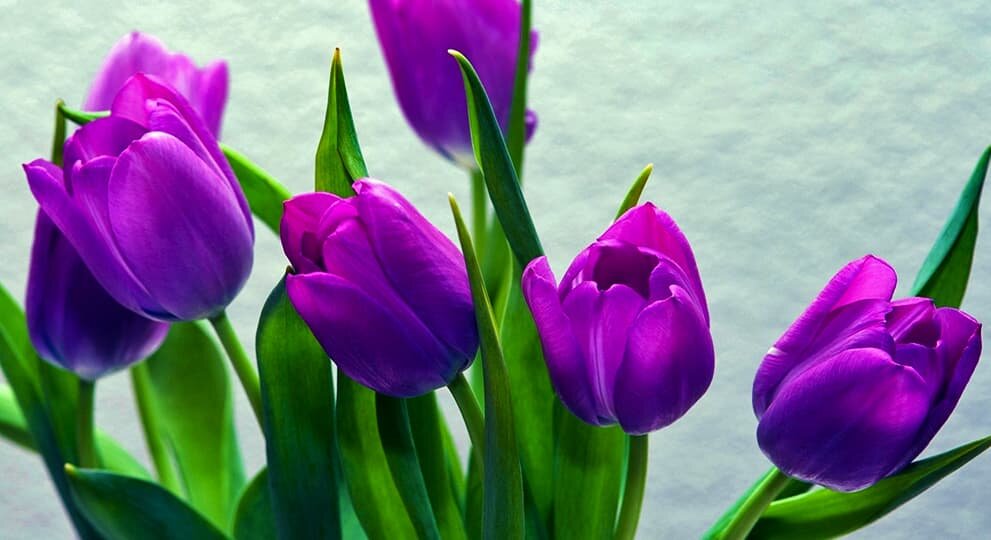 Картинка найдена на просторах интернета, ссылка https://yandex.ru/images/search?from=tabbar&img_url=https%3A%2Fi%2F.pinimg.com%2Foriginals%2Fa8%2F34%2Fа3f%2Fa83р43f81951с2879b5e7bd53274cf0591a19.jpg&lr=47&pos=15&rpt=simage&text=%D1%86%D0%B2%D0%B5%D1%82%D1%8B%20%D0%BA%D1%80%D1%83%D0%BF%D0%BD%D0%BE%20%D1%84%D0%BE%D1%82%D0%BE 