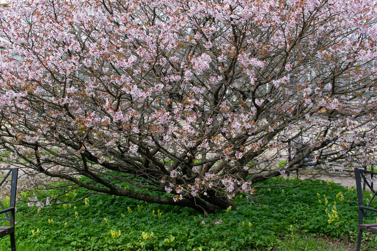 Невероятно пышное цветение сакуры (вишни) 
