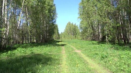 Где ты, наш первый подберезовик? Прогулка Старого Солдата по молодому и очень красивому березовому лесу. 09.05.2024. Смоленская обл