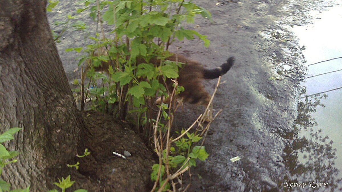 Не пугайте ласточек и слушайте кукушек. 
