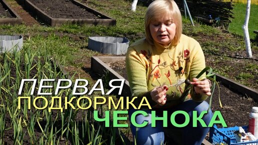 Первая ПОДКОРМКА ЧЕСНОКА весной!