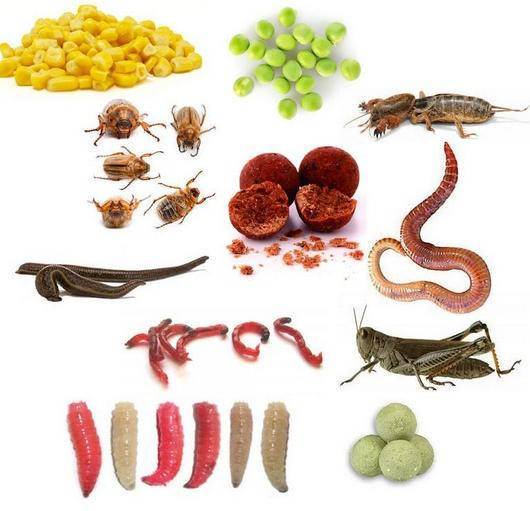 Фото с сайта: https://profrybolov.ru