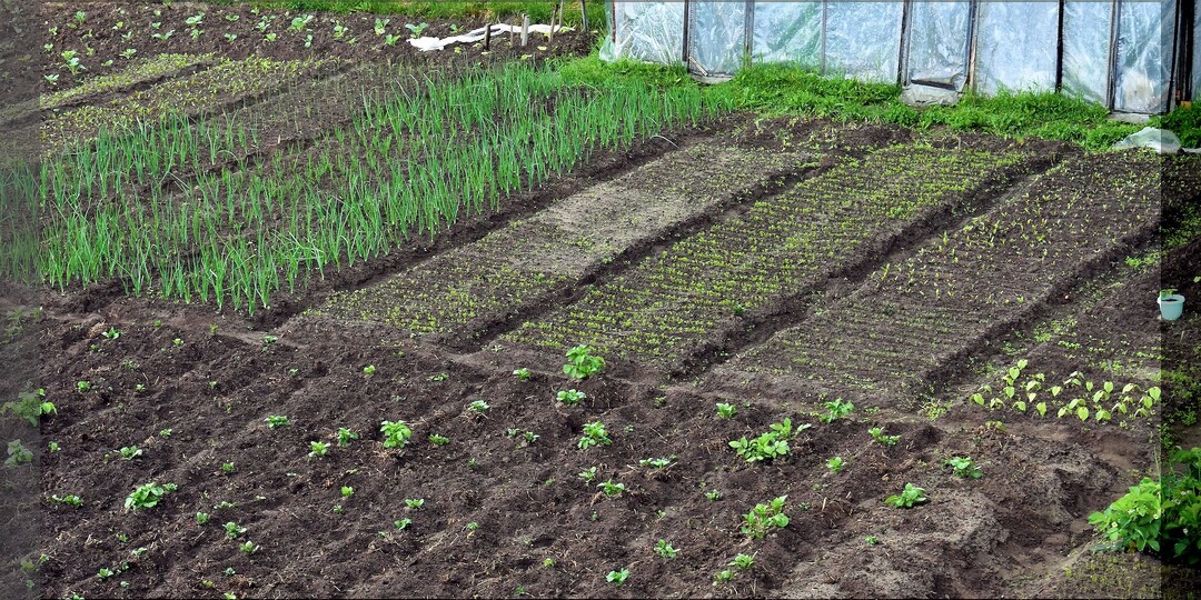 Самые главные посадки начала мая: правильно сажаем томаты, перец, картофель, фасоль и защищаем их от всевозможных напастей