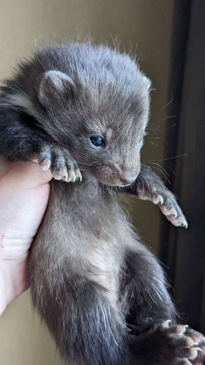                                                        Маленькая куница, такая милая ❤