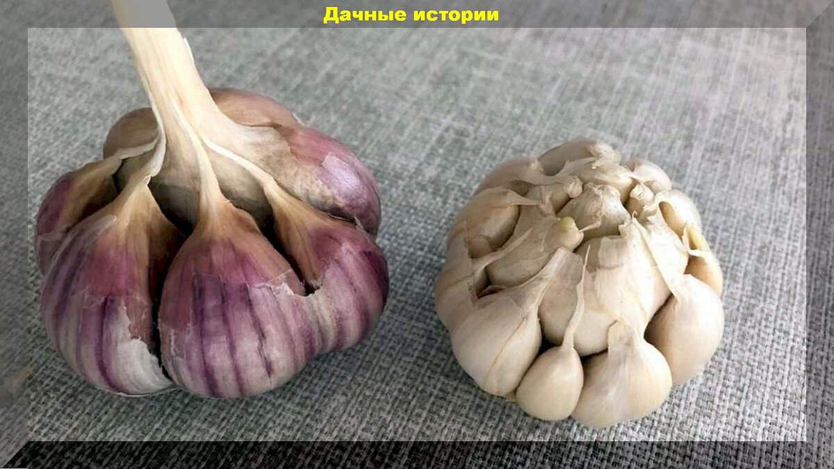 https://vk.com/photo-159774511_457265486. Чеснок Яровой и озимый внешние отличия