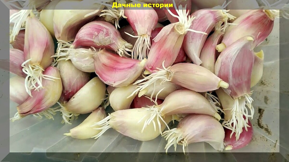 https://vk.com/photo-159774511_457265487. Пророщенный яровой чеснок