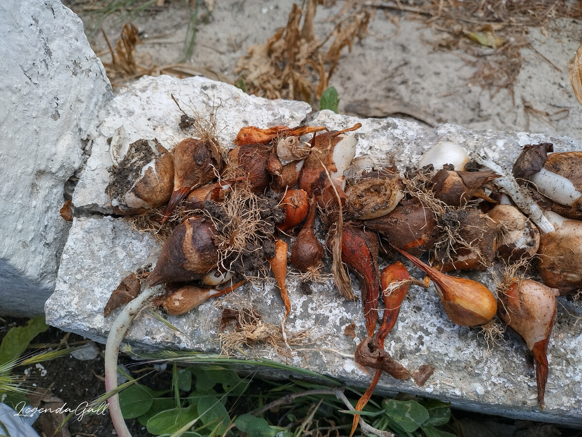 Это только из одной ямки накопала