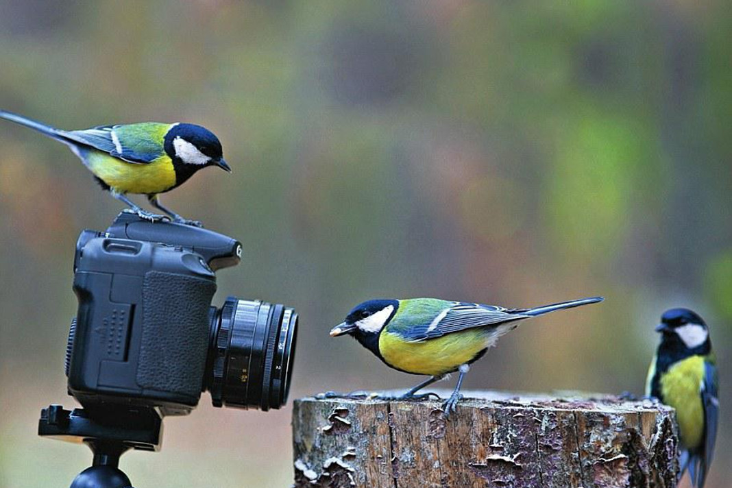 Многие привыкли, что в лес едут наблюдать за птицами только любители орнитологии.-2