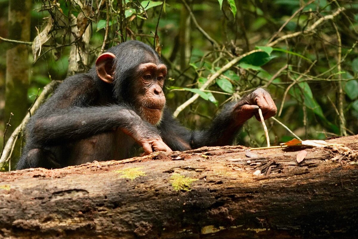     Почти как люди: шимпанзе совершенствуют навыки использования инструментов практически всю жизнь