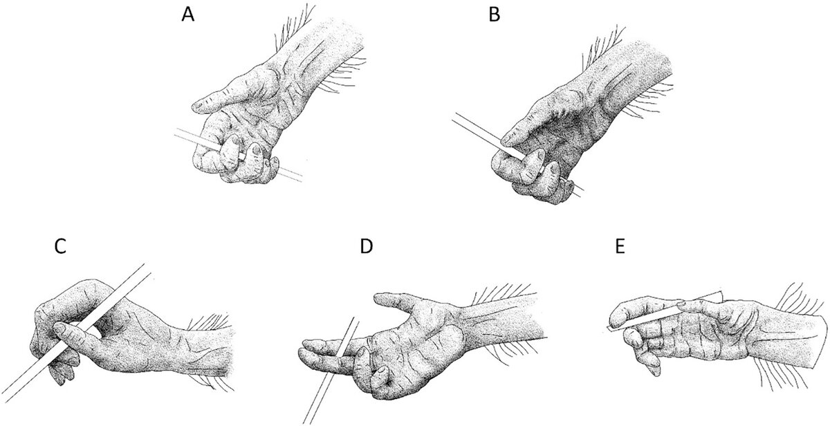    Изображение различных захватов, используемых шимпанзе в Национальном парке Таи для манипулирования палочкой и доступа к пище: (A) полный захват четырьмя пальцами, (B) полный захват с участием большого пальца, (C) - (E) неполные пальцевые захваты.Drawn by Oscar Nodé-Langlois https://doi.org/10.1371/journal.pbio.3002609.g001