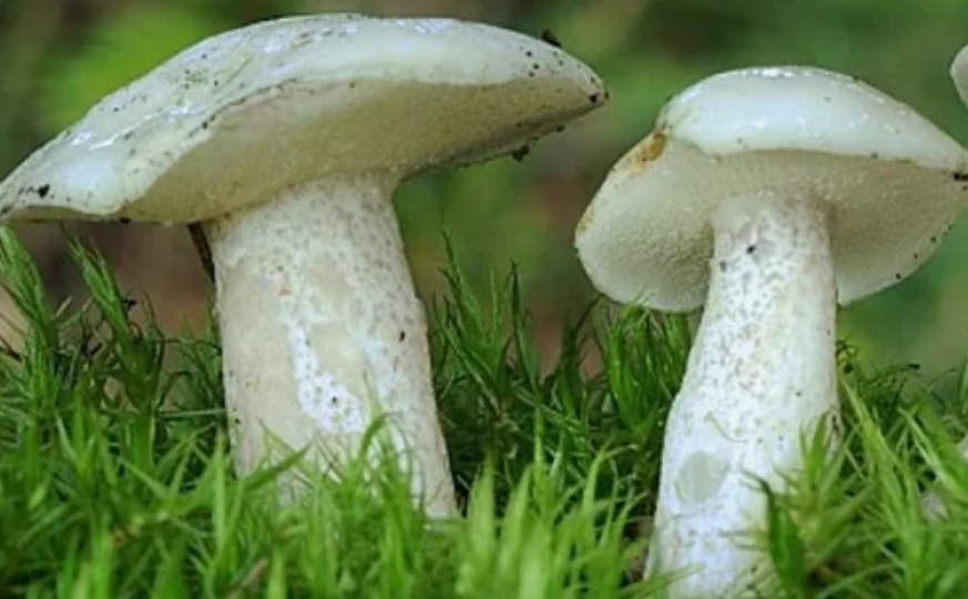 Узнайте грибы на 17 фотографиях. Тест для грибников. 11.05.2024