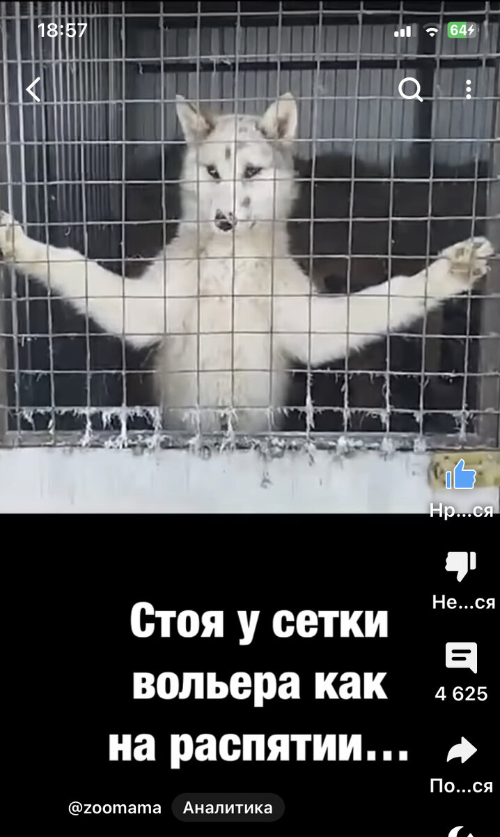 Скрин из видео 