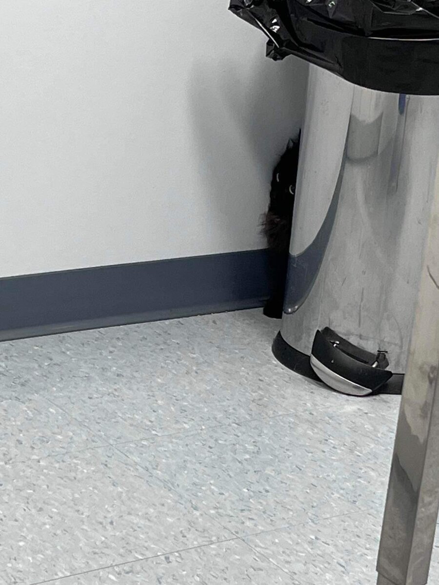    «Меня не видно, меня не видно, меня не видно...»