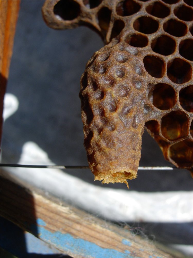 скоро делать осмотры в семьях пчел, что делать если при осмотрах будут обнаружены маточники с личинками ?