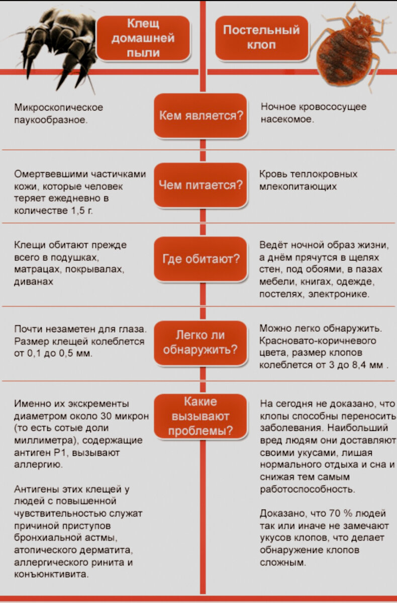 Пылевые клещи: Невидимые жильцы в вашем доме и как с ними бороться |  МИКРОСКОП | Дзен