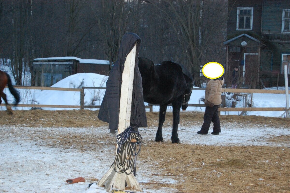 Пава на нашем "огороде". Лицо тренера закрыла, вдруг человек не захочет быть публичным