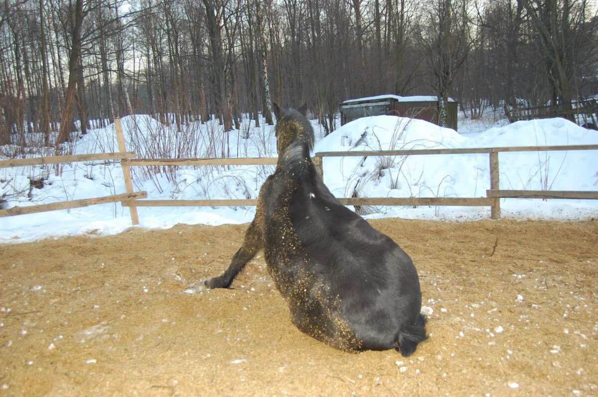 Пава валяется
