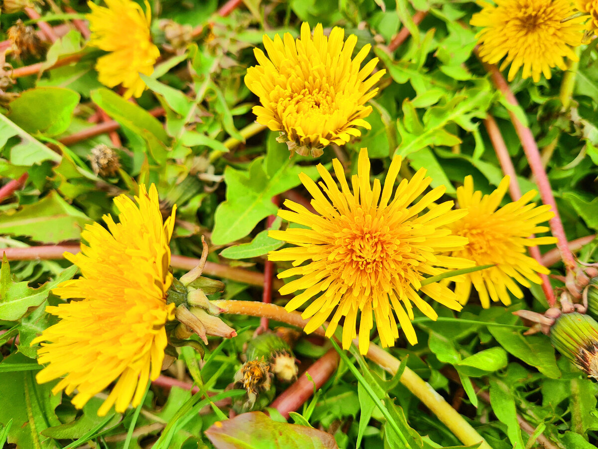 Одуванчики