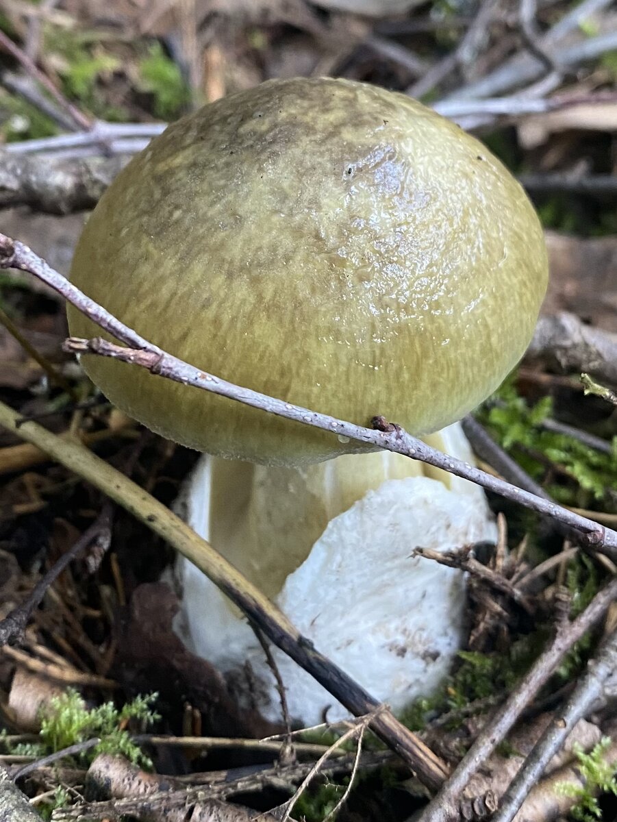 Бледная поганка (Amanita phalloides)