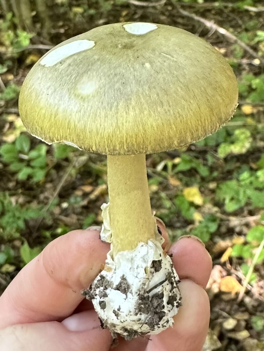 Бледная поганка (Amanita phalloides)