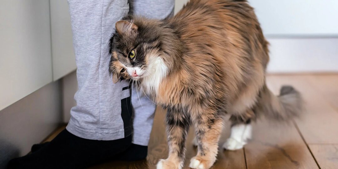 Зачем кот путается под ногами человека