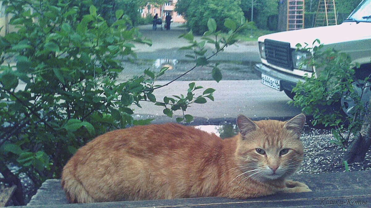 Девять жизней не только у кошки. 